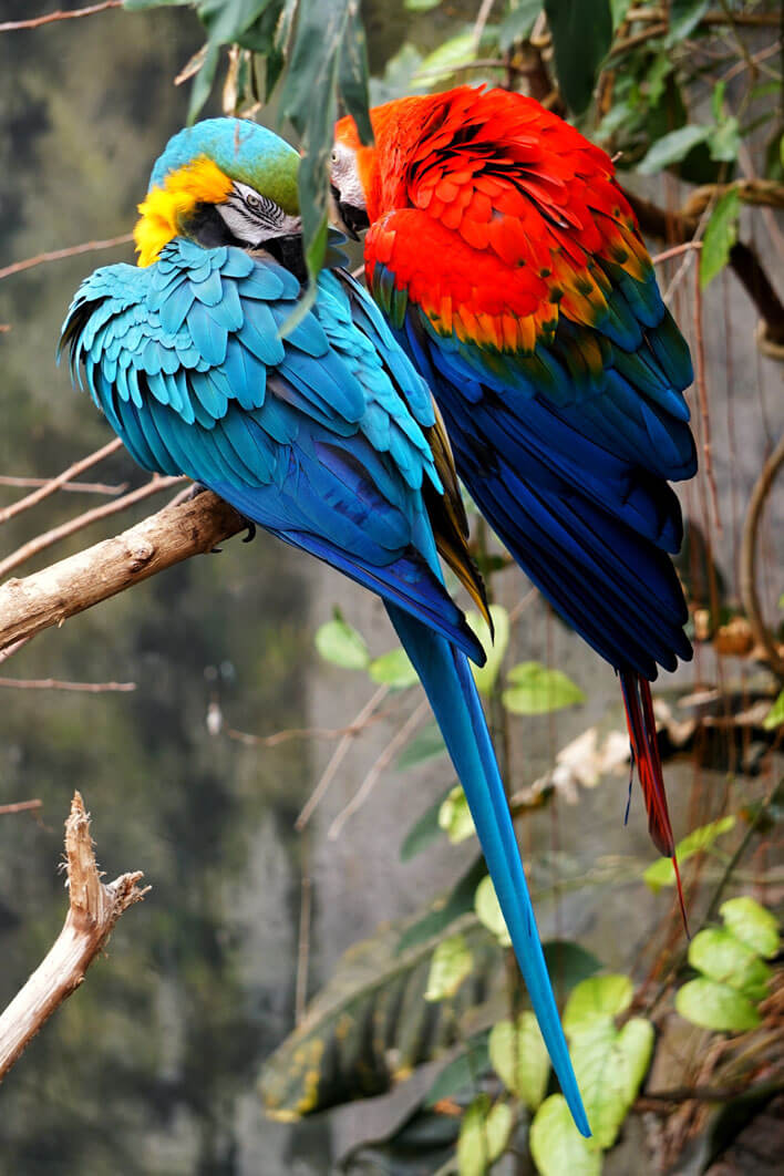 Costa Rica Parrots